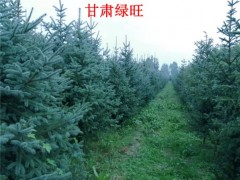 云杉种植基地1米2米3米4米青海云杉报价
