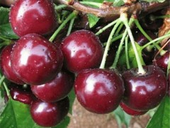 黑珍珠大樱桃树苗品种介绍、新品种黑珍珠大樱桃树苗