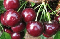 黑珍珠大樱桃树苗品种介绍、新品种黑珍珠大樱桃树苗