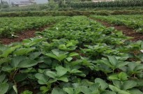 云南省优质草莓苗.创隆草莓苗基地批发优质草莓苗