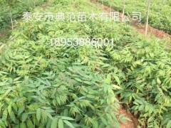 山东香椿苗基地 1-1.5m优质香椿苗批发供应