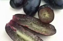 甜蜜蓝宝石葡萄苗、甜蜜蓝宝石葡萄苗品种介绍