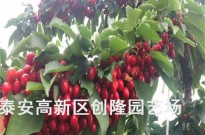 广东省牛奶草莓苗.广东省草莓苗报价及价格