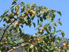 18公分杏树价格 山西义隆精品占地18公分杏树批发基地