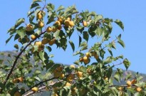 18公分杏树价格 山西义隆精品占地18公分杏树批发基地