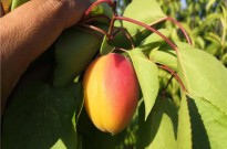 杏树苗基地现货供应 创鑫 凯特杏树苗品种优缺点分析