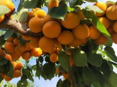新品种杏树苗价格行情 山东丰源红杏杏树苗价格 品种纯