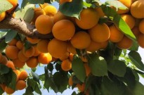 新品种杏树苗价格行情 山东丰源红杏杏树苗价格 品种纯
