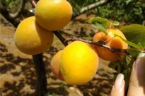 香蜜杏树苗基地 红杏树苗品种介绍 3公分杏树苗货到付款